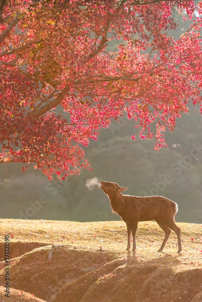 Obraz 奈良公園　朝日の飛火野と雄鹿の息