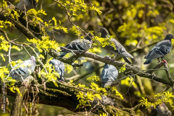 Fototapeta Les pigeons