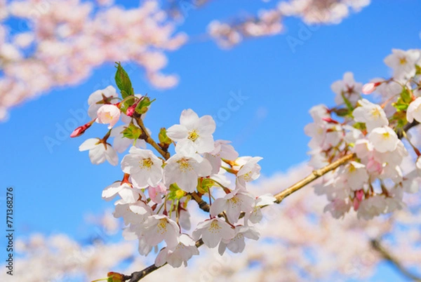 Obraz 桜　枝　花　空