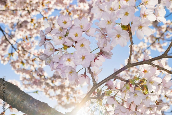 Obraz 桜　花
