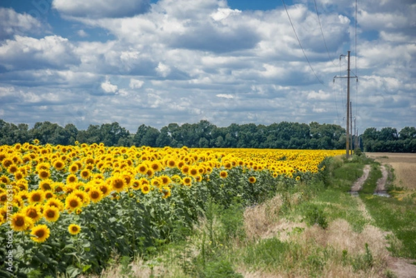 Obraz A field of sunflowers before harvest.