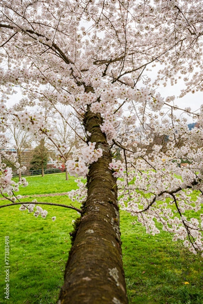 Obraz Ein Ast eines blühenden Kirschbaums