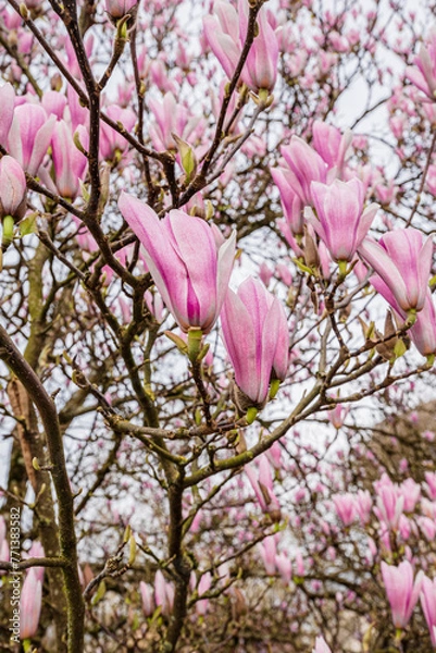 Obraz Blühende Magnolie in Baden-Baden