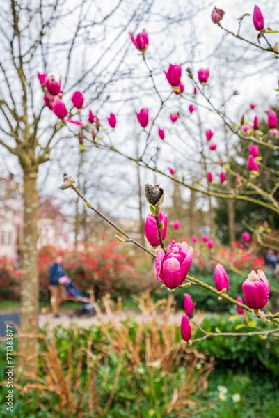 Obraz Blühende Magnolie in Baden-Baden