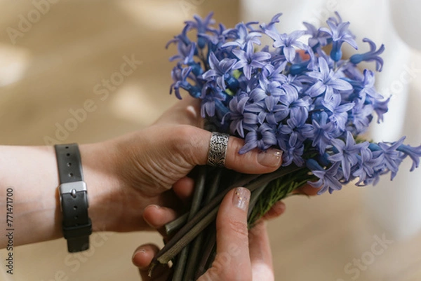 Fototapeta A bouquet of field blue flowers in the hands of a girl. Mouse hyacinth.