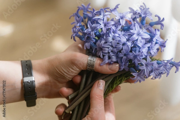 Fototapeta A bouquet of field blue flowers in the hands of a girl. Mouse hyacinth.