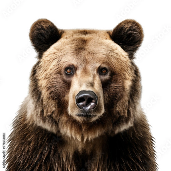 Fototapeta brown grizzly bear