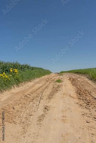 Fototapeta a road for agricultural transport in a field with rapeseed