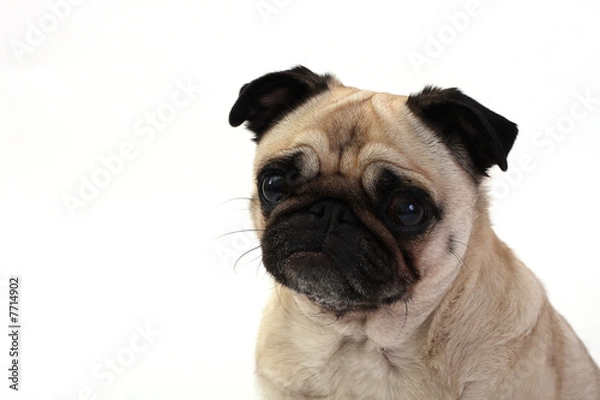 Fototapeta Friendly Pug