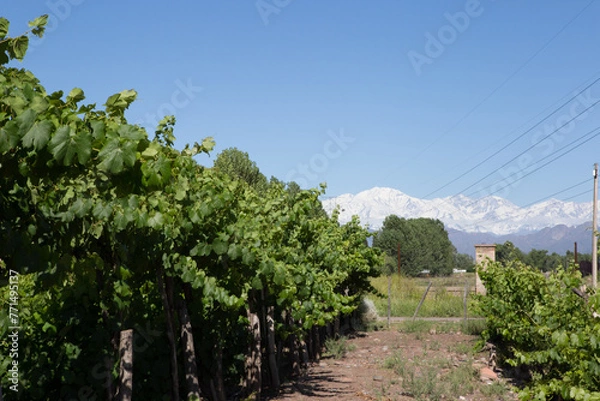 Obraz Mendoza Vineyard, Argentina