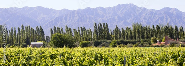 Obraz Mendoza Vineyard, Argentina