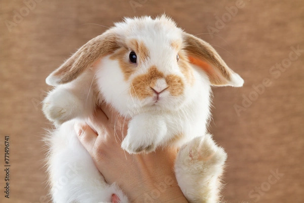 Obraz a pet rabbit in the hands of the owner