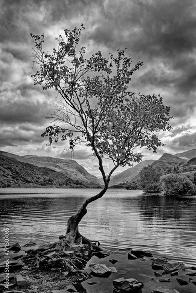 Fototapeta Solitary tree stands on the shore of a tranquil lake, surrounded by large rocks.