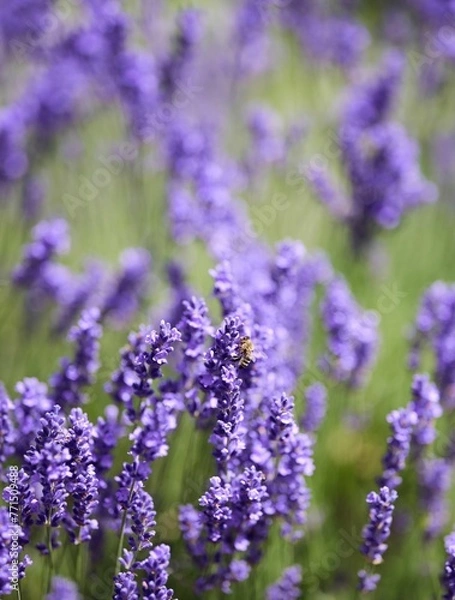 Fototapeta Closeup of a Lavender with a bee on it in summer time in Bavaria Germany