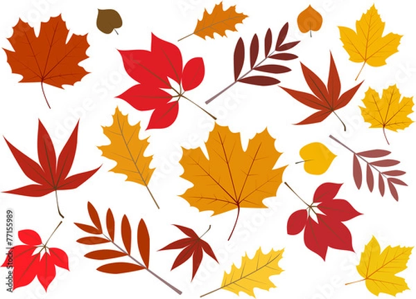 Obraz Laubblätter im Herbst