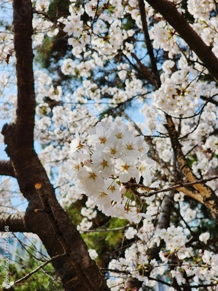 Obraz 도시에 활짝 핀 벚꽃