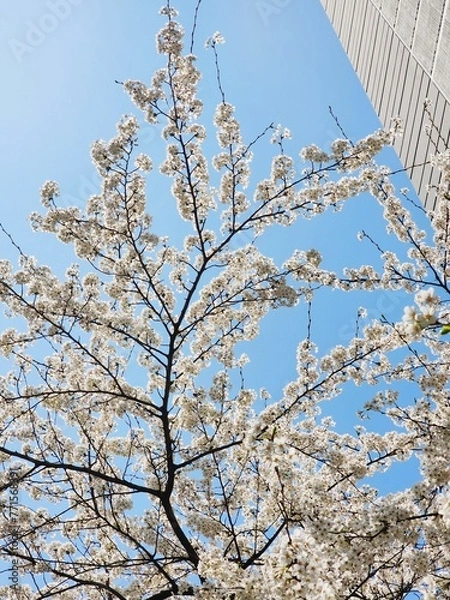 Obraz 도시에 활짝 핀 벚꽃