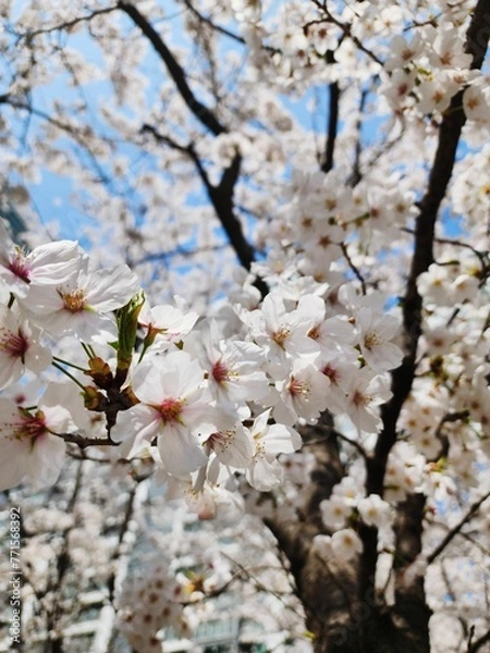 Obraz 도시에 활짝 핀 벚꽃