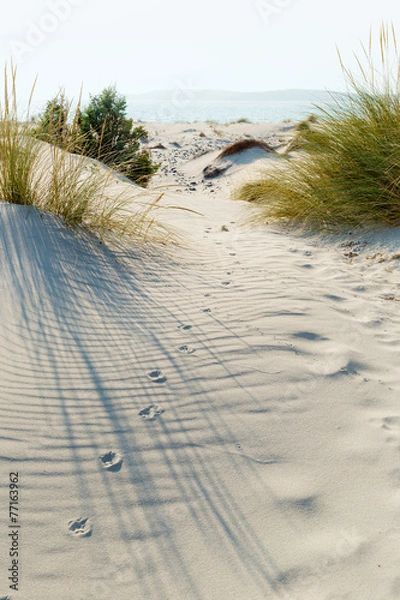 Obraz Animal tracks.