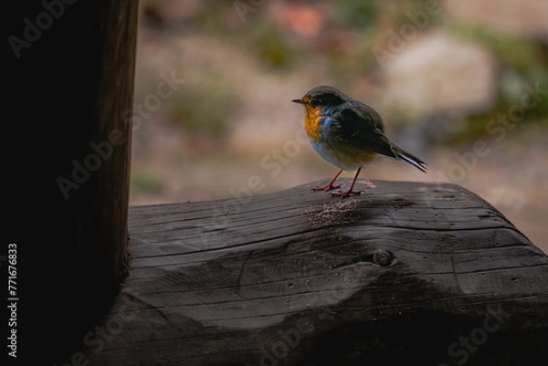 Obraz Polska Bieszczady Jesień