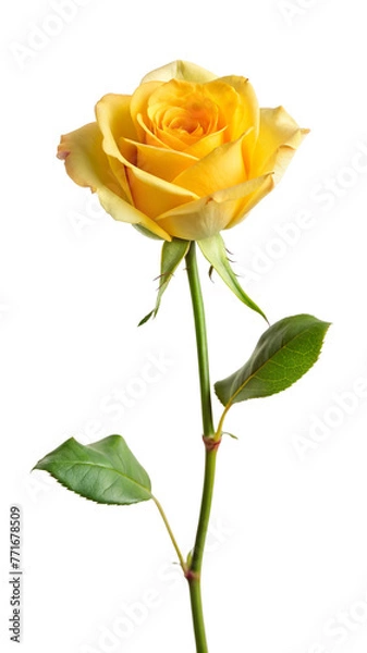 Fototapeta yellow rose isolated on white background.