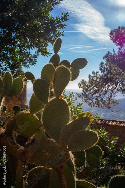 Obraz Mallorca Spain January