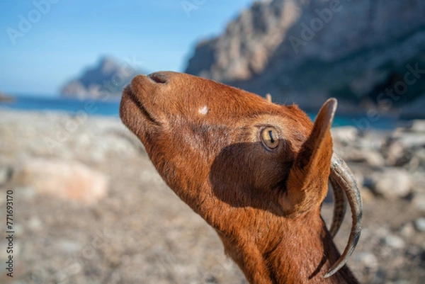 Obraz Mallorca Spain January