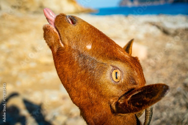 Obraz Mallorca Spain January