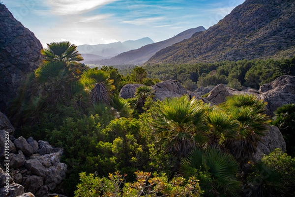 Obraz Mallorca Spain January