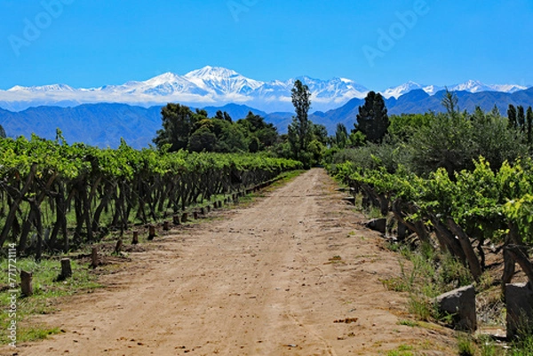 Obraz The beautiful snow capped Andes mountains and vineyard growing malbec grapes in the Mendoza wine country of Argentina, South America.  The Lujan de Cuyo valley 40 minutes from downtown Mendoza.