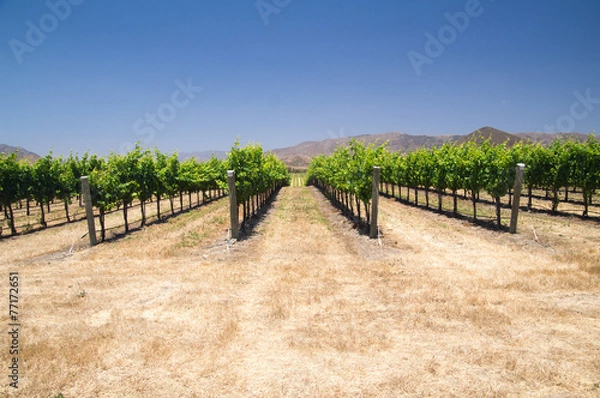 Obraz Grapevines in Califonia
