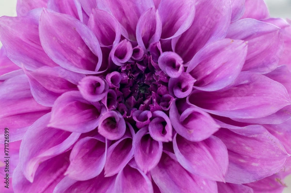 Fototapeta close up of pink dahlia