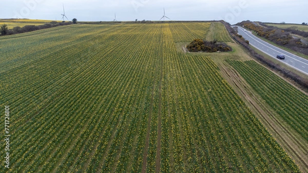 Obraz Daffodil field