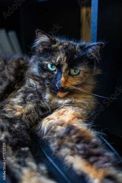 Obraz Tortoiseshell cat close up