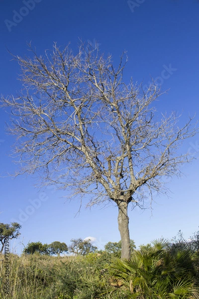 Fototapeta dry tree