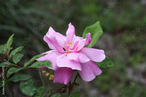 Obraz Rose Old Blush