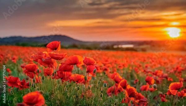 Fototapeta campo de amapolas