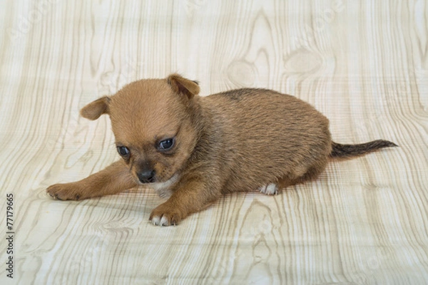 Fototapeta Chihuahua puppy