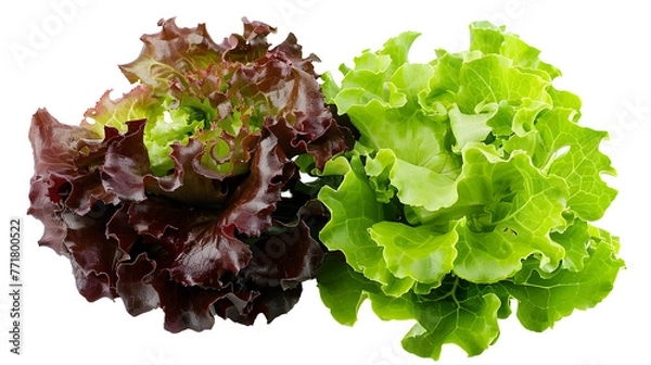Obraz Duo of Crisp Lettuce Heads - One Green and One Red - Ready for Salad Making