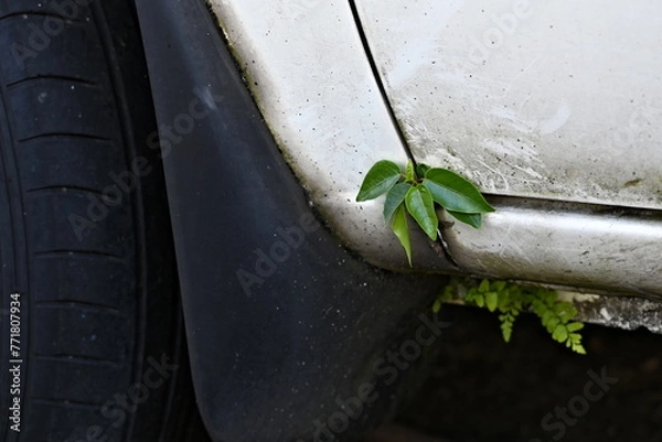 Obraz Abandoned overgrown car