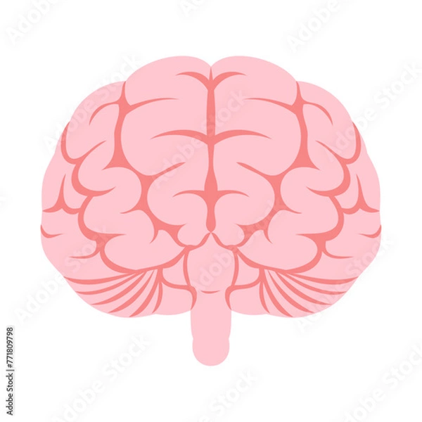 Obraz ヒトの脳（正面）。フラットなベクターイラスト。
Human brain (front). Flat vector illustration.
