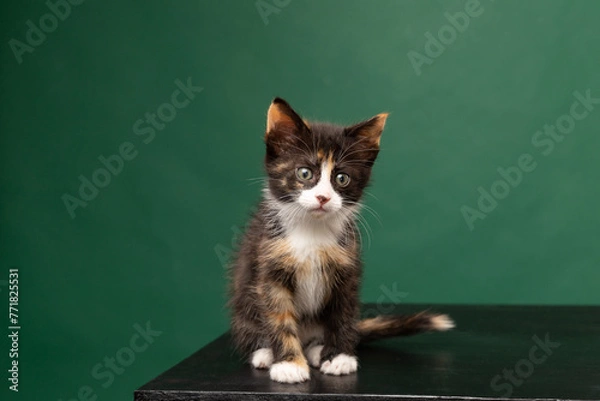 Fototapeta Portrait of a smooth-haired tortoiseshell kitten on a green background