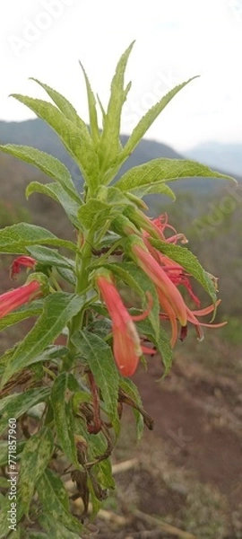 Obraz red and yellow flower