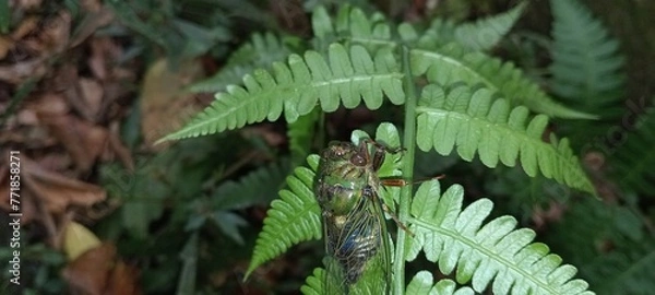 Obraz fern in the forest