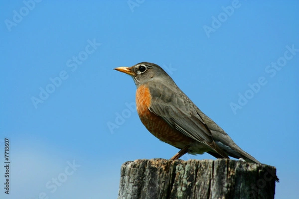 Fototapeta Redbrested robin on a fence post