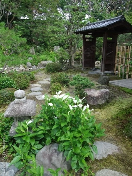 Obraz 建仁寺両足院のお庭にあった半夏生