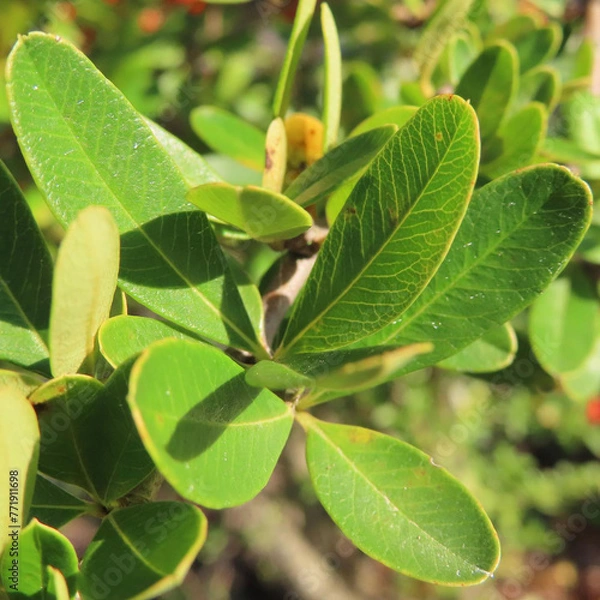 Obraz 秋にピラカンサが赤い実をつけています