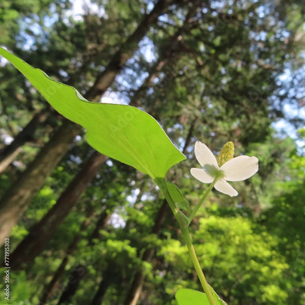 Fototapeta 梅雨にドクダミが白い花を咲かせています