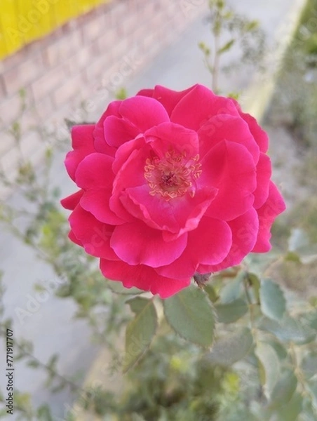 Obraz pink rose flower