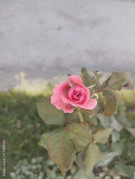 Obraz pink rose in the garden